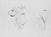 Japanese Lanterns and Lilies, Study for "Carnation, Lily, Lily, Rose", John Singer Sargent (American, Florence 1856–1925 London), Graphite on off-white wove paper, American
